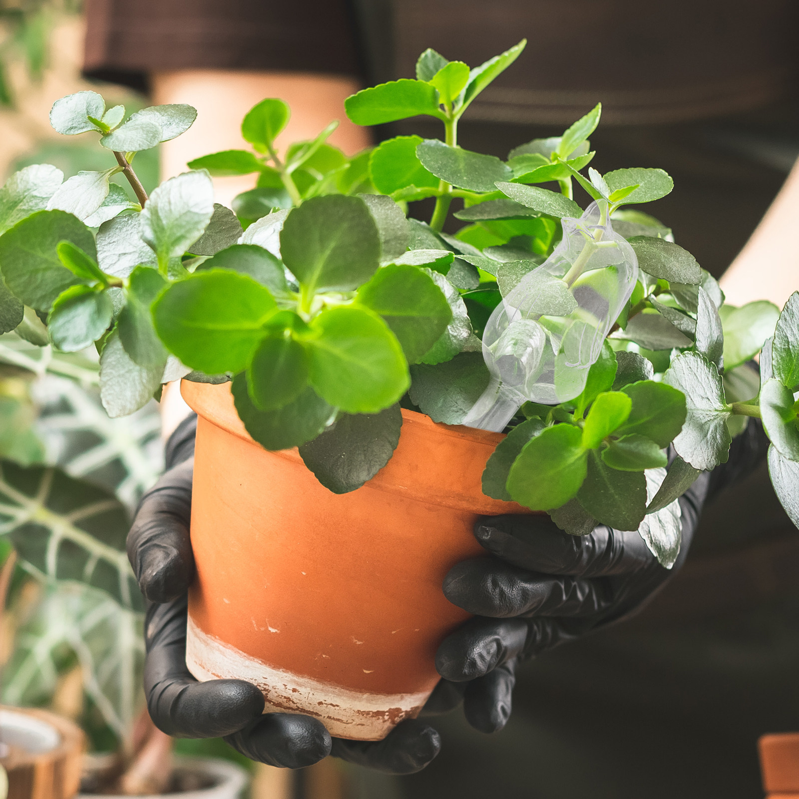 Plant Watering Globe - Glass Self-Watering Globes Automatic Watering Device