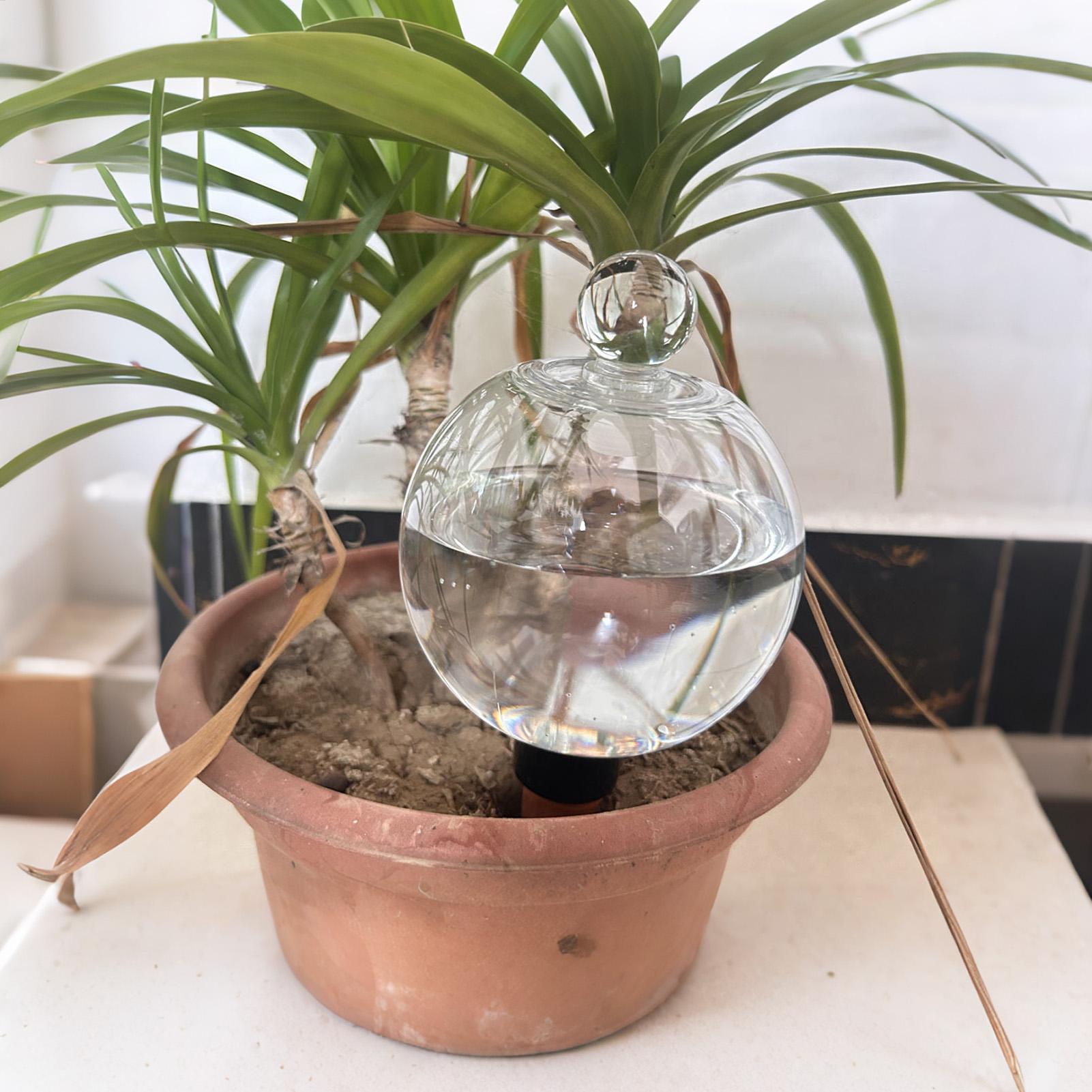 Plant Watering Bulbs 4pcs 500m - Plant Watering Globe recensione e prezzo