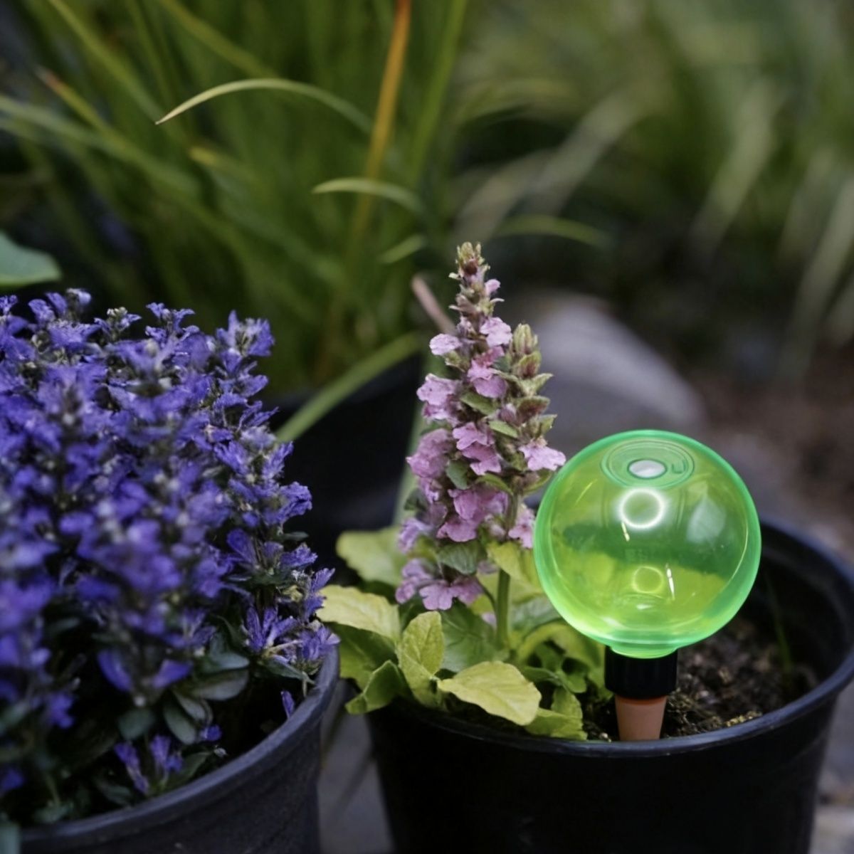 3pcs Large Plant Self Watering - Plant Watering Globe recensione e prezzo