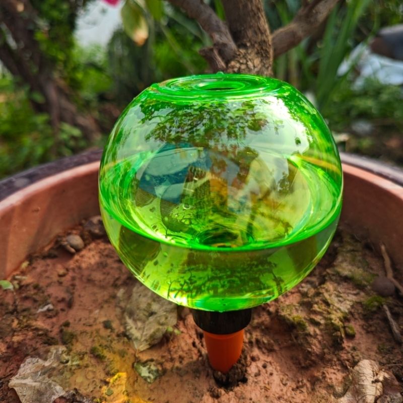 3pcs Large Plant Self Watering - Plant Watering Globe recensione e prezzo
